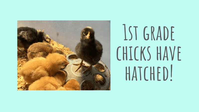 1st grade chicks